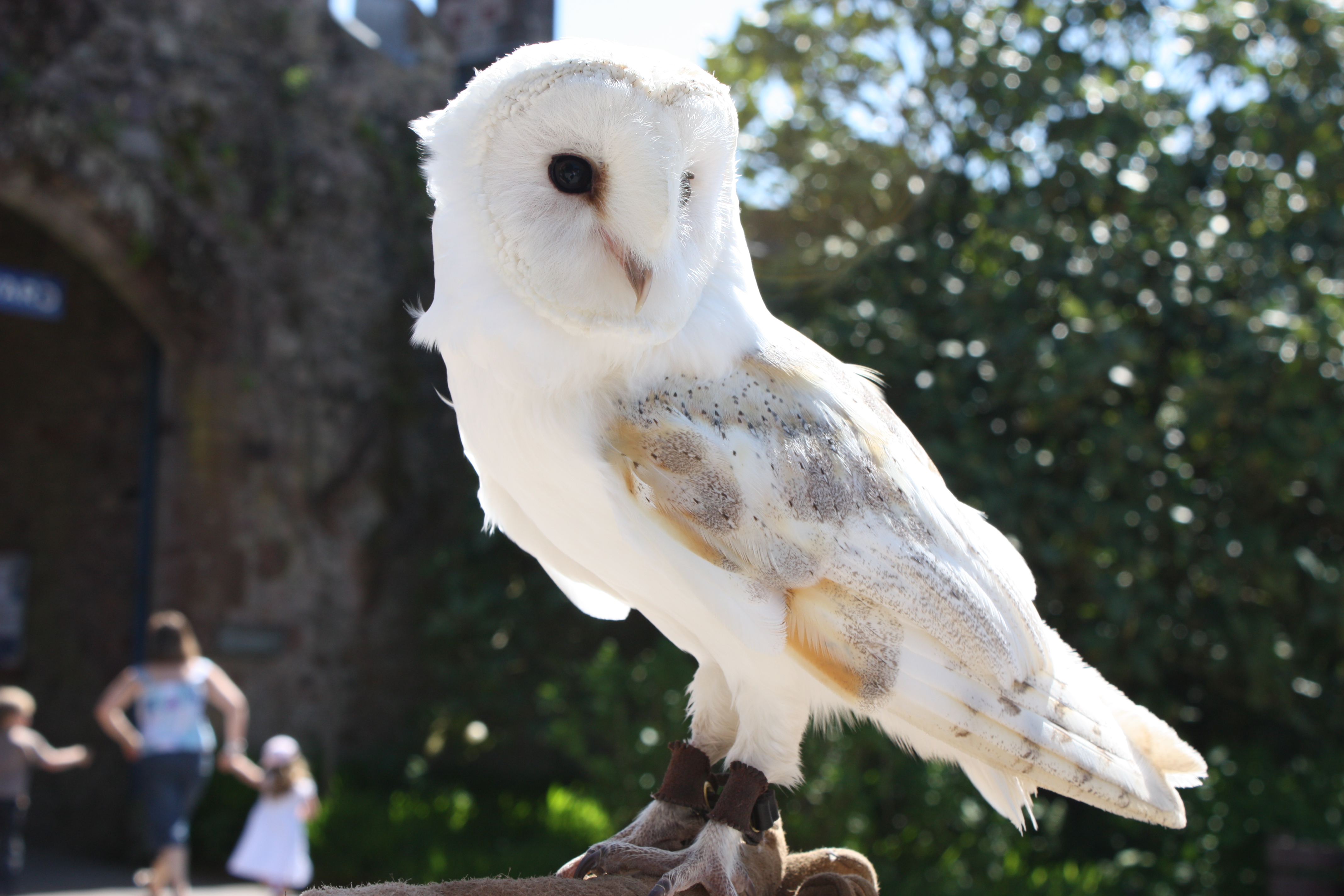World Owl Centre at Muncaster Castle
